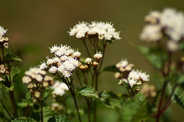 Image showing Flowers