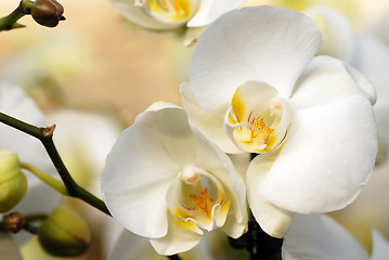 Image showing White orchid