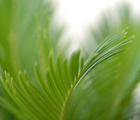 Image showing Green leaf background