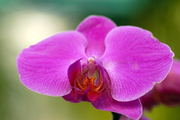 Image showing Pink orchid