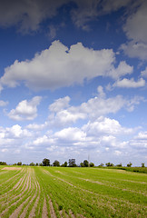 Image showing Agricultural field with winter crops in spring and beautiful clo