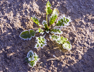 Image showing Frost details on plant leaves in winter beginning.