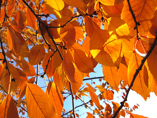 Image showing fall foliage 