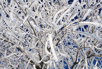 Image showing Closeup Snowy Twigs