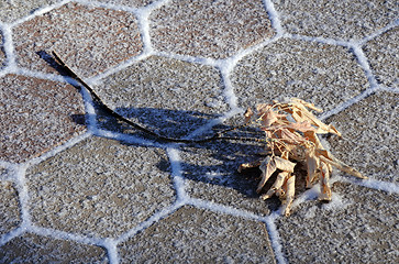 Image showing Dry Twig on Paving