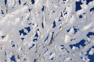 Image showing Icy Twigs Covered With Snow