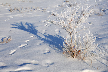Image showing Shrub in the Field Covered with Snow