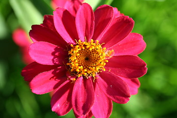 Image showing Flower