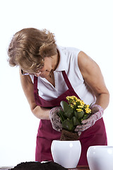 Image showing Senior woman planting flowers