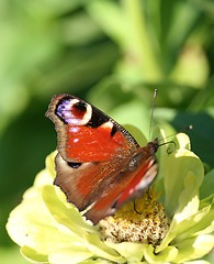 Image showing Peacock