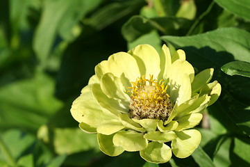 Image showing Flower