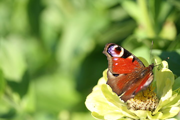 Image showing Peacock