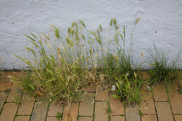 Image showing Neglected pavement