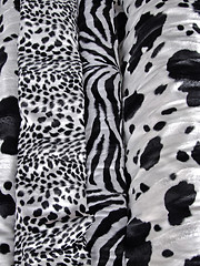 Image showing Animal prints