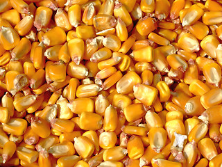 Image showing Corn kernels