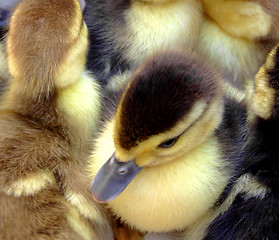 Image showing Small ducks