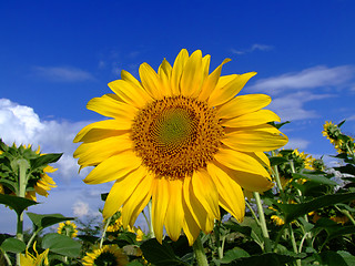 Image showing Sunflower field