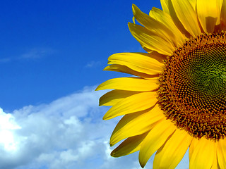 Image showing Sunflower half