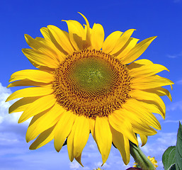 Image showing Sunflower macro