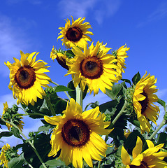 Image showing Sunflower tree