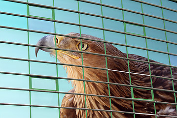 Image showing image of eagle on windows