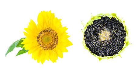 Image showing Sunflowers