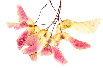 Image showing Maple seeds