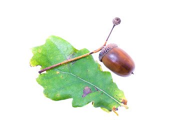 Image showing The acorn (is isolated)