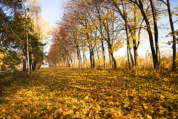 Image showing Trees in the autumn