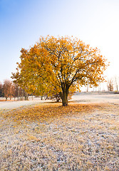 Image showing Trees in the autumn