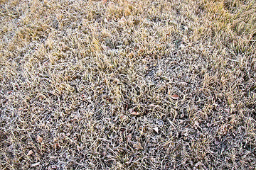 Image showing Grass in hoarfrost