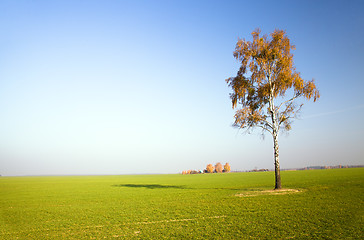 Image showing Birch in the field