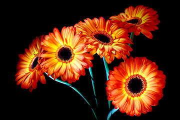 Image showing Gerbera daisy