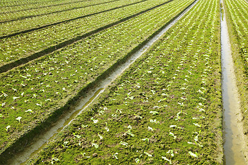 Image showing farm field