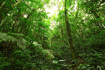 Image showing jungle