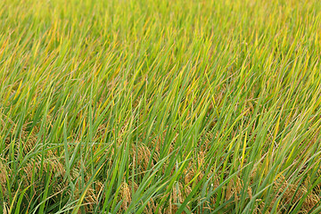 Image showing ripe paddy rice