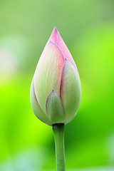 Image showing lotus bud