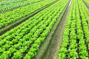 Image showing lettuce in field