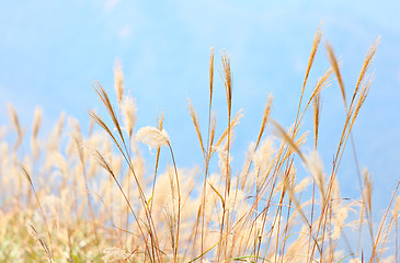 Image showing grass in autumn