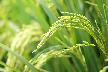 Image showing rice plant