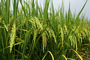 Image showing Paddy Rice