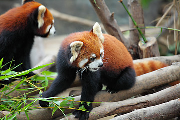 Image showing red panda