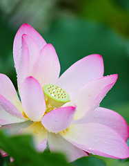 Image showing lotus flower