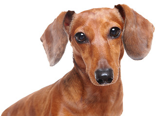 Image showing dachshund dog