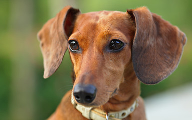 Image showing dachshund