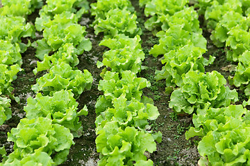 Image showing Lettuce seedlings in field