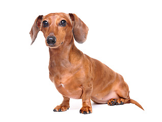 Image showing dachshund dog