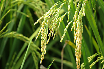 Image showing paddy rice field