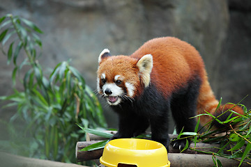 Image showing red panda