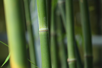 Image showing bamboo